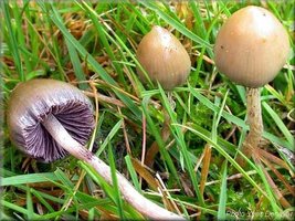 awww.poisoncentre.be_images_Mushroom_psilocybe_semilanceata_1.jpg