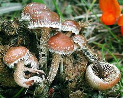 awww.entoloma.nl_html_images_ps_Psilocybe_flocculosa.jpg