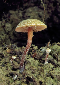 awww.nahuby.sk_images_fotosutaz_2007_05_22_oldrich_roucka_64374.jpg