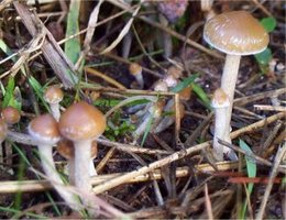 awww.mind_surf.net_drogas_hongos_pscilocibehispanica.jpg