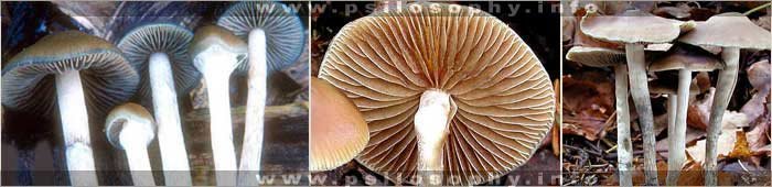 awww.psilosophy.info_img_species_psilocybe_moravica1.jpg