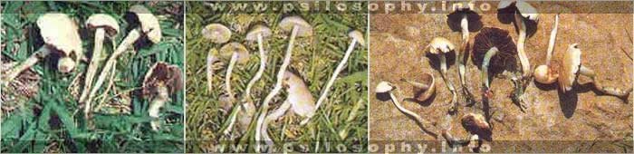 awww.psilosophy.info_img_species_psilocybe_natalensis1.jpg