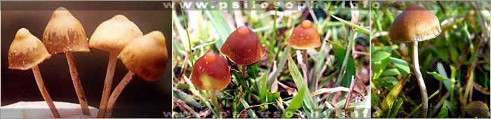 awww.psilosophy.info_img_species_psilocybe_samuiensis1.jpg