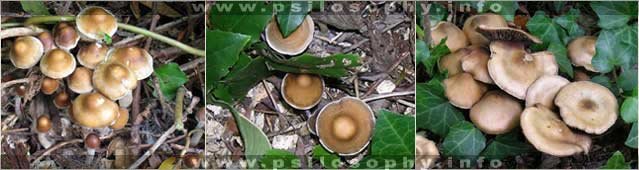 awww.psilosophy.info_img_species_psilocybe_subaeruginosa1.jpg