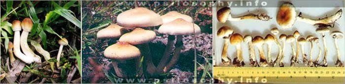 awww.psilosophy.info_img_species_psilocybe_subcubensis1.jpg