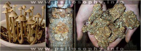 awww.psilosophy.info_img_species_psilocybe_tampanensis1.jpg