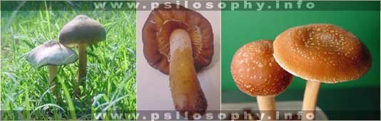 awww.psilosophy.info_img_species_psilocybe_weilii1.jpg