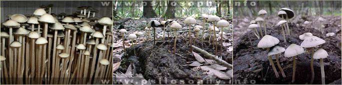 awww.psilosophy.info_img_species_panaeolus_cyanescens1.jpg