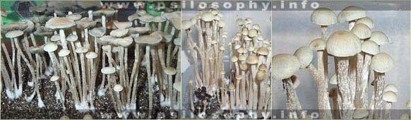 awww.psilosophy.info_img_species_panaeolus_tropicalis1.jpg
