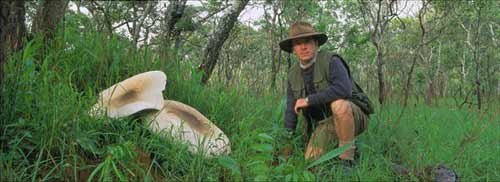 awww.mutinondozambia.com_images_historyresearch_Giant_20_Chikolowa__20Mushroom.jpg