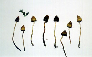 awww.wussu.com_shrooms_images_psem1.jpg
