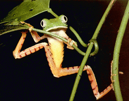 akarzes.best.vwh.net_barred_leaf_frog.gif