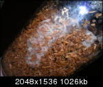 aimg70.imageshack.us_img70_9779_dscn2073gc8.th.jpg