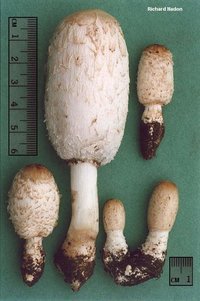 awww.mushroomexpert.com_images_nadon_nadon_coprinus_comatus.jpg