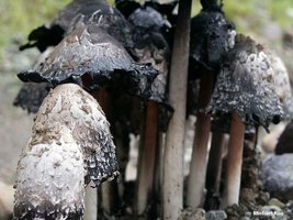 awww.mushroomexpert.com_images_kuo_coprinus_comatus_03big.jpg