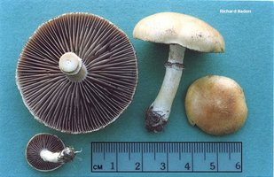 awww.mushroomexpert.com_images_nadon_nadon_stropharia_coronilla.jpg