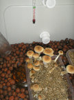 awww.mediafire.com_imgbnc.php_2b8d4b017e342dcf0ad4db9886c9a3482g.jpg