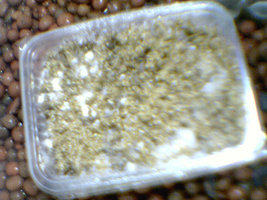 afarm4.static.flickr.com_3243_2291787422_761eeab87f.jpg