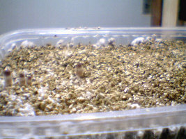 afarm3.static.flickr.com_2043_2327396466_fb5d482dc7.jpg