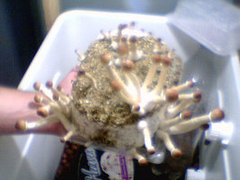 afarm4.static.flickr.com_3154_2330651450_855f9f8238.jpg