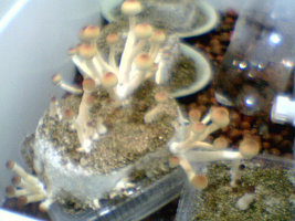 afarm4.static.flickr.com_3193_2330561449_83aa1047ff.jpg