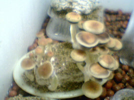 afarm3.static.flickr.com_2031_2343821623_f3b4892055.jpg