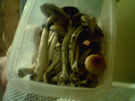afarm3.static.flickr.com_2399_2383813825_10260e49c9.jpg
