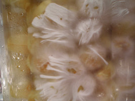 afarm4.static.flickr.com_3282_2296207821_d45abcd1ee.jpg
