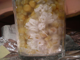 afarm4.static.flickr.com_3224_2297001824_38fa63e13f.jpg