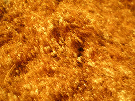 afarm4.static.flickr.com_3141_2307431319_e9ea4ec05c.jpg