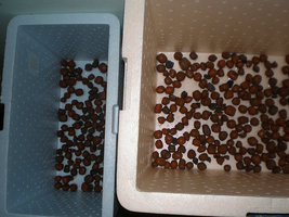 afarm3.static.flickr.com_2178_2312126509_caa7f3ba1d.jpg