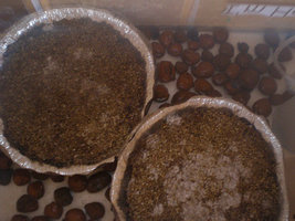 afarm4.static.flickr.com_3133_2312934334_e2fd70d641.jpg