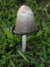 abiology.clc.uc.edu_Fankhauser_mushrooms_Coprinus_comatus_mature_PA283634.JPG