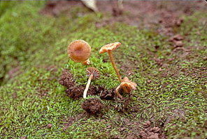 awww.botany.hawaii.edu_faculty_wong_Bot201_Basidiomycota_l_frat.jpg