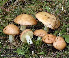 awww.hlasek.com_foto_suillus_granulatus_a7588.jpg