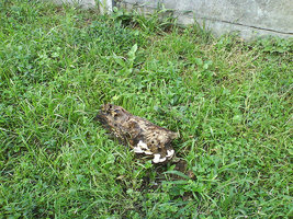 afarm3.static.flickr.com_2233_2431828315_3e1e02378c.jpg