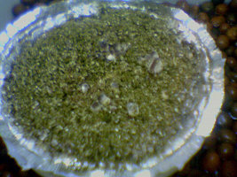 afarm3.static.flickr.com_2262_2503725551_a170654906.jpg
