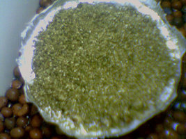 afarm3.static.flickr.com_2323_2503747187_9b86f49455.jpg