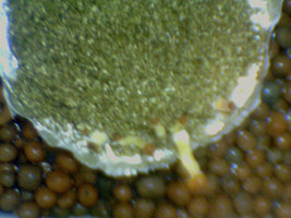 afarm3.static.flickr.com_2060_2510368256_588f1d8c19.jpg