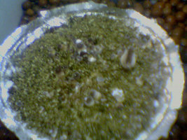 afarm4.static.flickr.com_3145_2510368138_6f7b3965ba.jpg