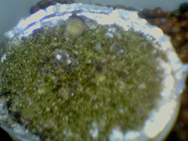 afarm4.static.flickr.com_3169_2509535227_5d943b8f77.jpg