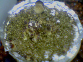 afarm3.static.flickr.com_2096_2513098034_738c578541_o.jpg