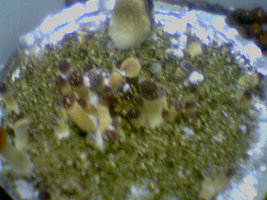 afarm3.static.flickr.com_2064_2514177814_a2dc1efb71.jpg