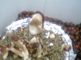 afarm3.static.flickr.com_2170_2514701939_643cbabae8.jpg