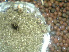 afarm3.static.flickr.com_2061_2516980509_46a449aebf.jpg