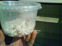 afarm3.static.flickr.com_2064_2482969661_6844c13c5a_m.jpg
