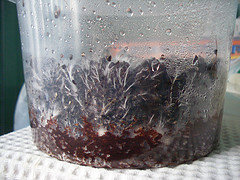 afarm4.static.flickr.com_3143_2482989931_65378080bb_m.jpg