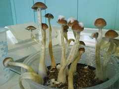 afarm4.static.flickr.com_3259_2511823897_045b4e9303_m.jpg