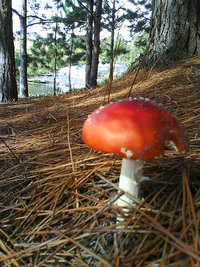afarm4.static.flickr.com_3189_2555200151_17fd7f07d8.jpg