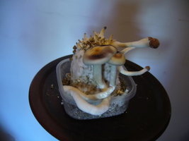 aimg.photobucket.com_albums_v40_little_BeR_P1050339.jpg